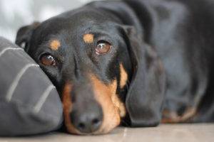 Avitaminose bei Hunden Symptome