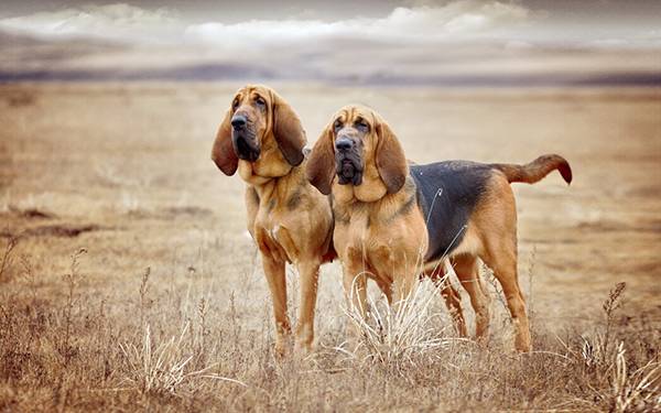 Bloodhounds auf dem Feld