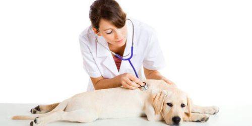 Pilzdiagnose bei Hunden