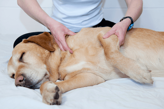 Massagehund mit Lungenentzündung
