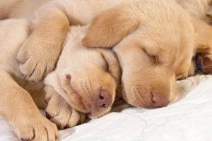 Wie viele Hunde schlafen pro Tag?