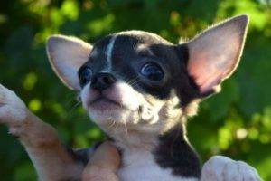 Mini Chihuahua Maulkorb