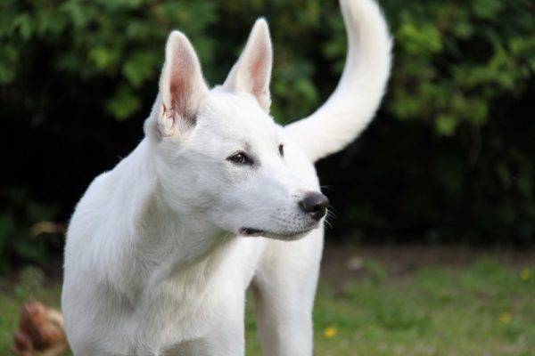 Weißer Kanaan-Hund
