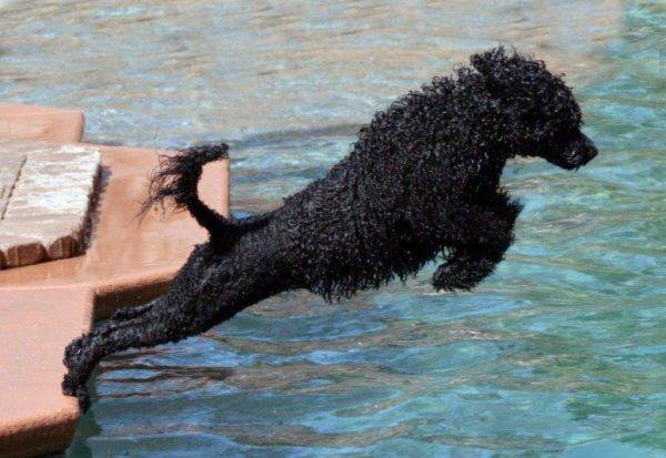 Portugiesischer Wasserhund springt ins Wasser