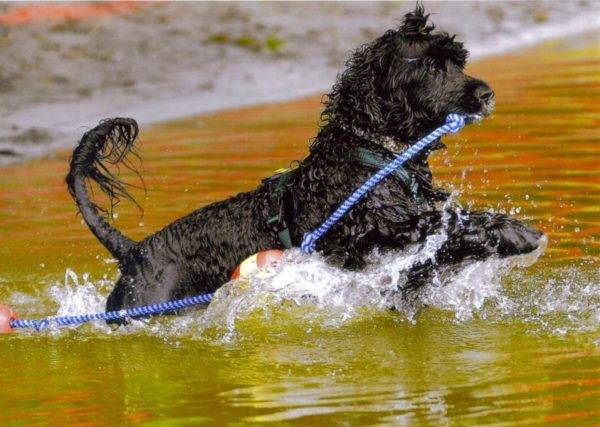 Portugiesischer Wasserhund im Wasser