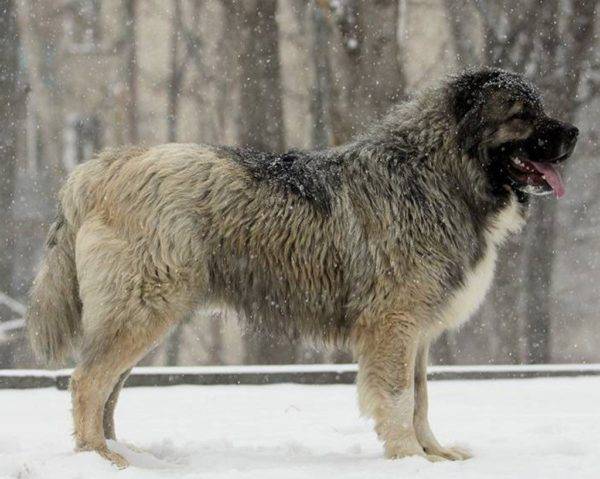 Kaukasischer Schäferhund im Winter
