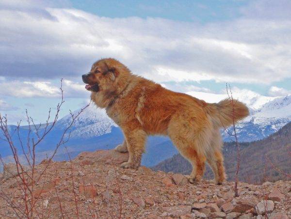 Kaukasischer Schäferhund auf dem Berg