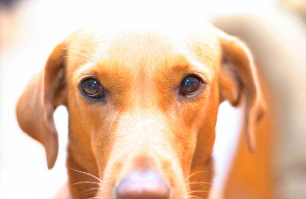 Colitis bei einem Hund Ursachen, Symptome, Diagnose, Behandlung