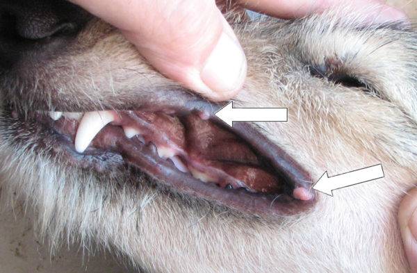 Papillome bei Hunden Ursachen, Symptome, Behandlung, Wirkungen