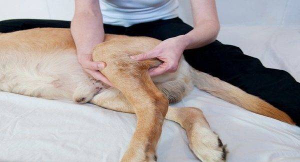 Arthritis bei Hunden