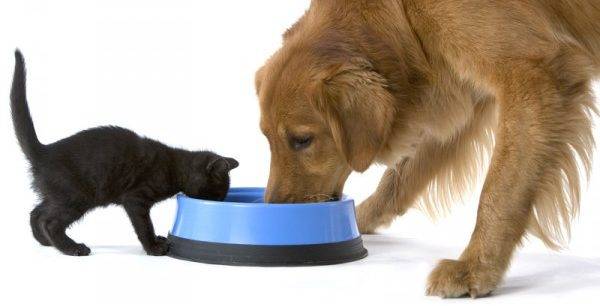 Katze und Hund essen