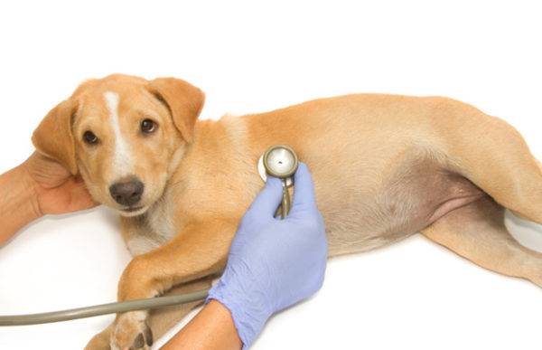 Nierenversagen bei Hunden Symptome, Anzeichen, Behandlung