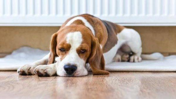 Nierenversagen bei Hunden lesen Sie den Artikel