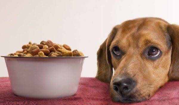 Der Hund hat aufgehört, Trockenfutter zu essen. Lesen Sie den Artikel.
