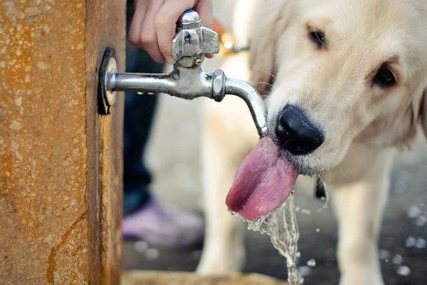 Der Hund trinkt Wasser