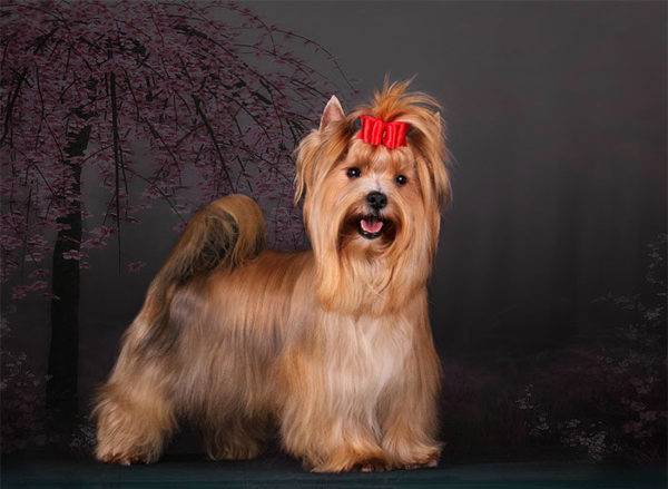 Schöner russischer Salonhund