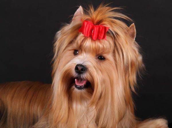 Russischer Salonhundeschönes Foto