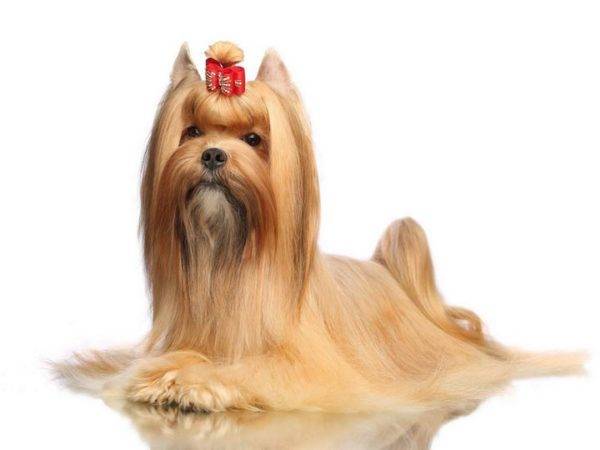 Russischer Salonhund auf einem weißen Hintergrund