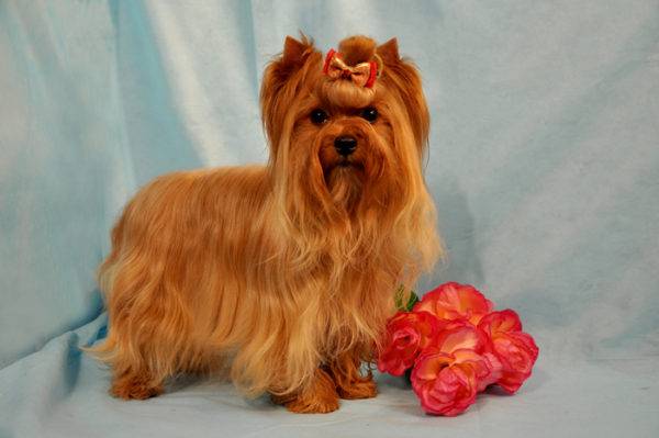 Russischer Salonhund mit Blumen