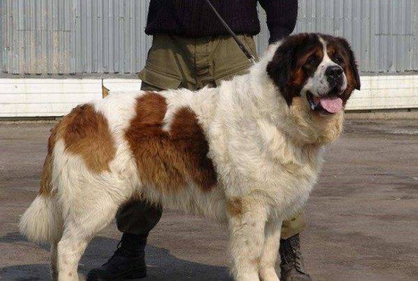 Moskauer Wachhund neben dem Besitzer