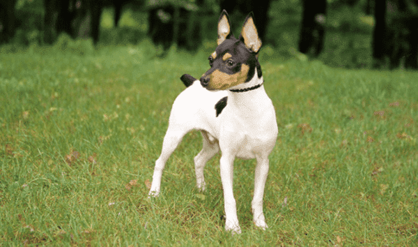 Amerikanischer Toy Fox Terrier auf einem Weg