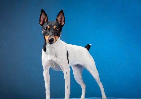 Amerikaner Toy Fox Terrier auf einem blauen Hintergrund