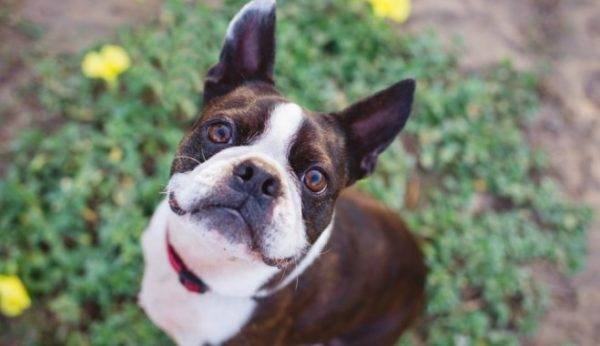 Durch Zecken übertragene Enzephalitis bei Hunden, lesen Sie den Artikel