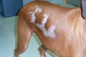 Alopezie (Alopezie) bei Hunden