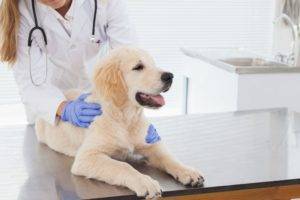 Nierenversagen bei Hunden