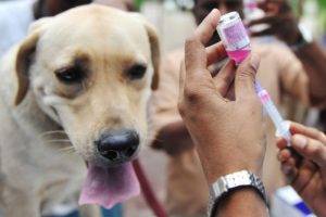 Impfung gegen Zecken bei Hunden