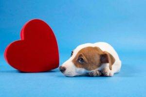 Herzinsuffizienz bei Hunden